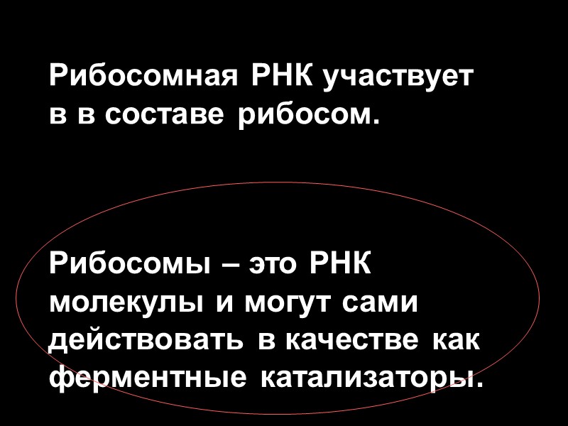 Рибосомная РНК участвует в в составе рибосом. Рибосомы – это РНК молекулы и могут